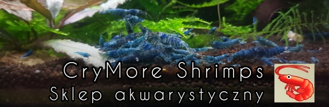 CryMore Shrimps Sklep Akwarystyczny